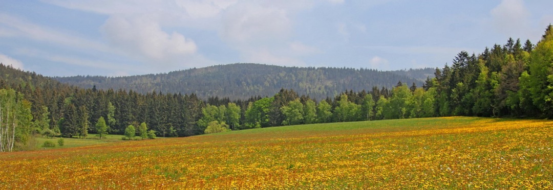 Blick in grünes Tal mit Wiese und Bachlauf